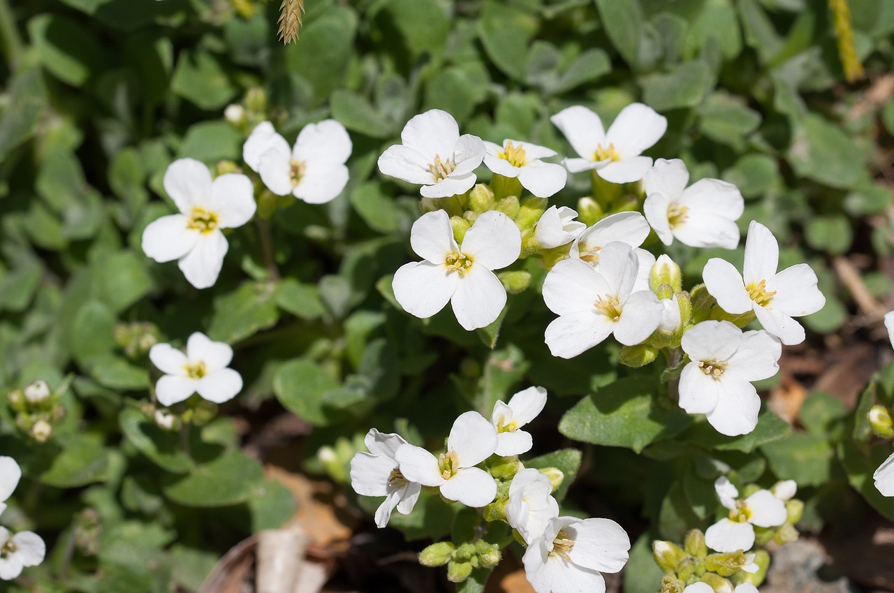 cress cruciferous flowers free photo