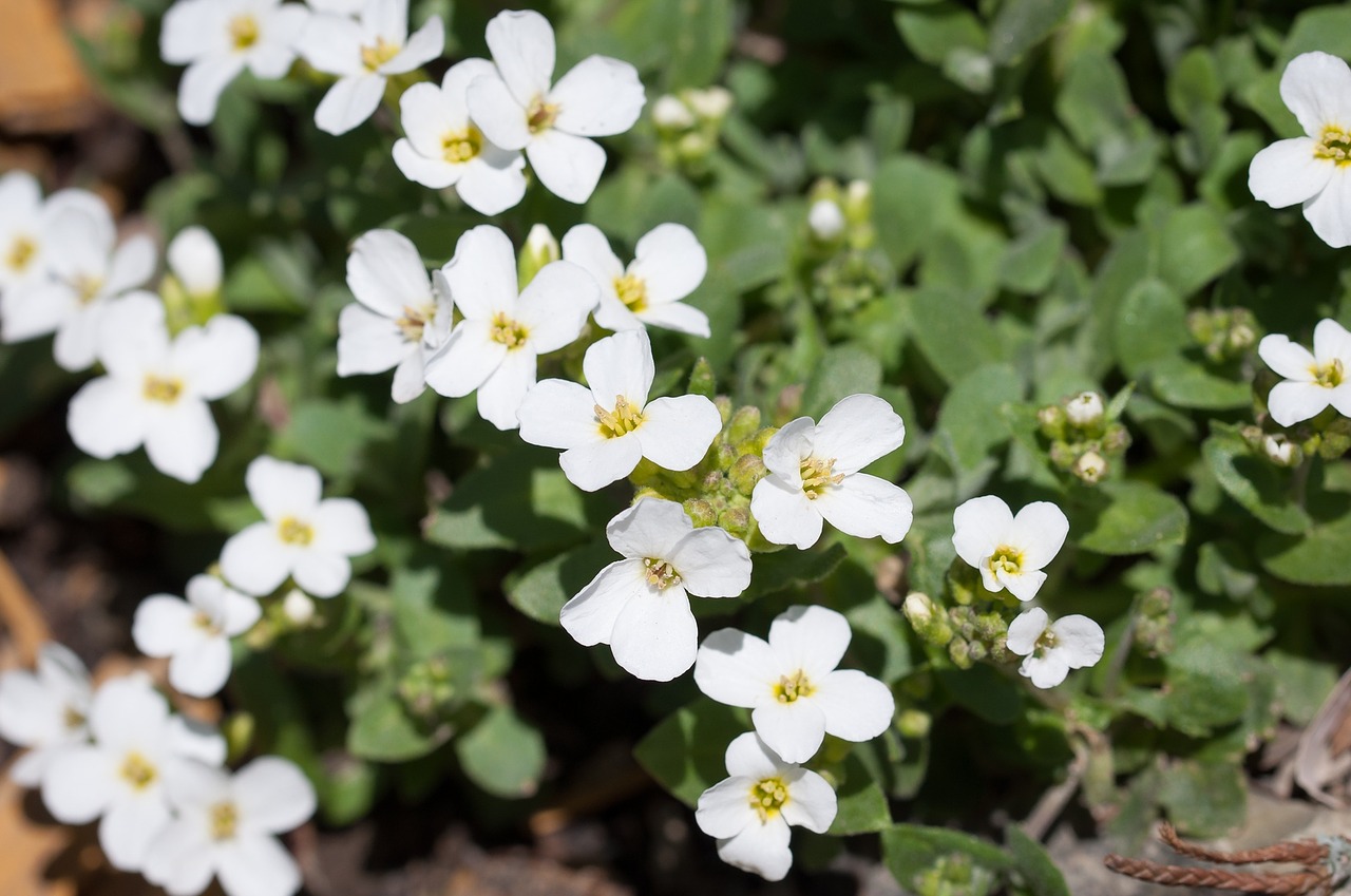 cress cruciferous flowers free photo