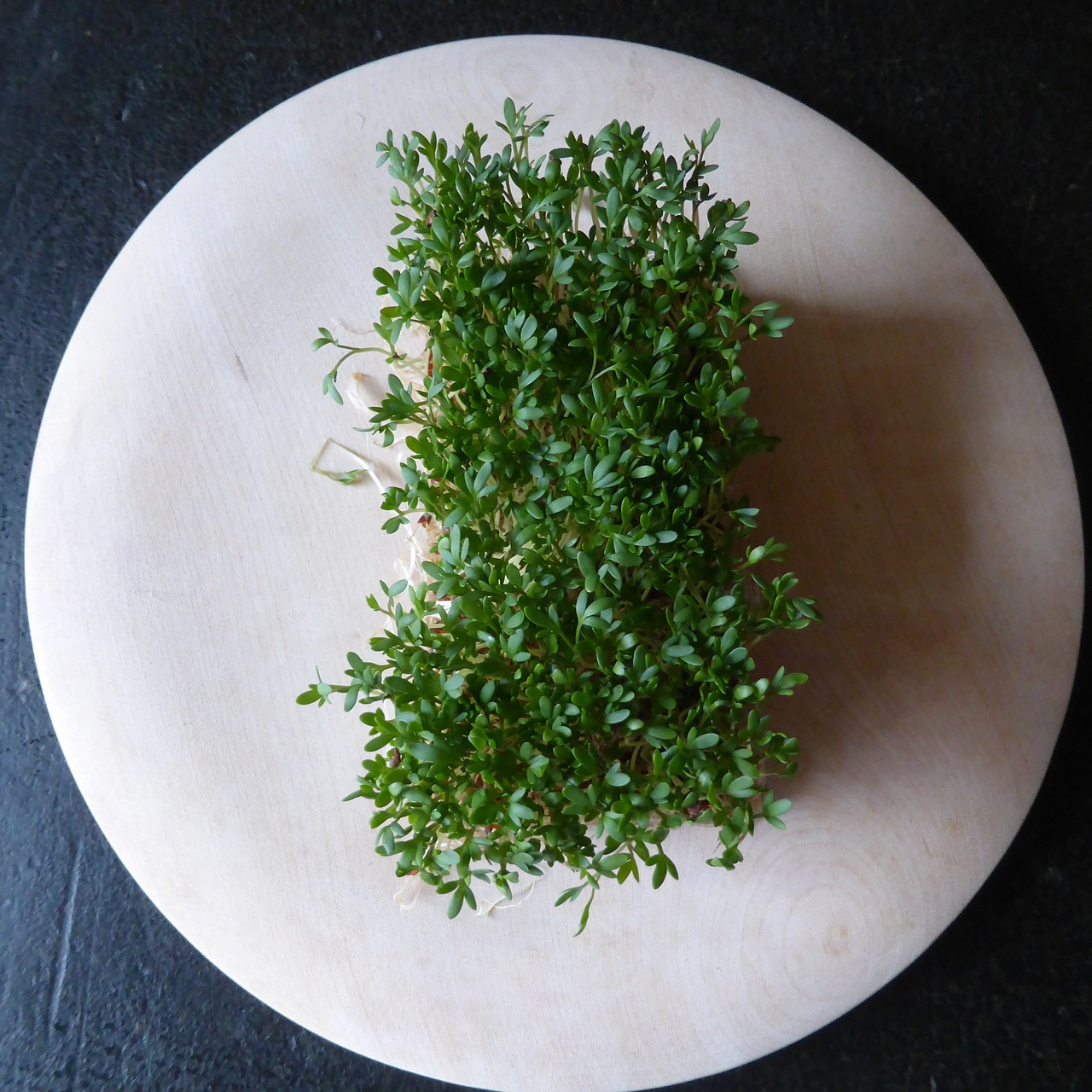 cress herbs green free photo