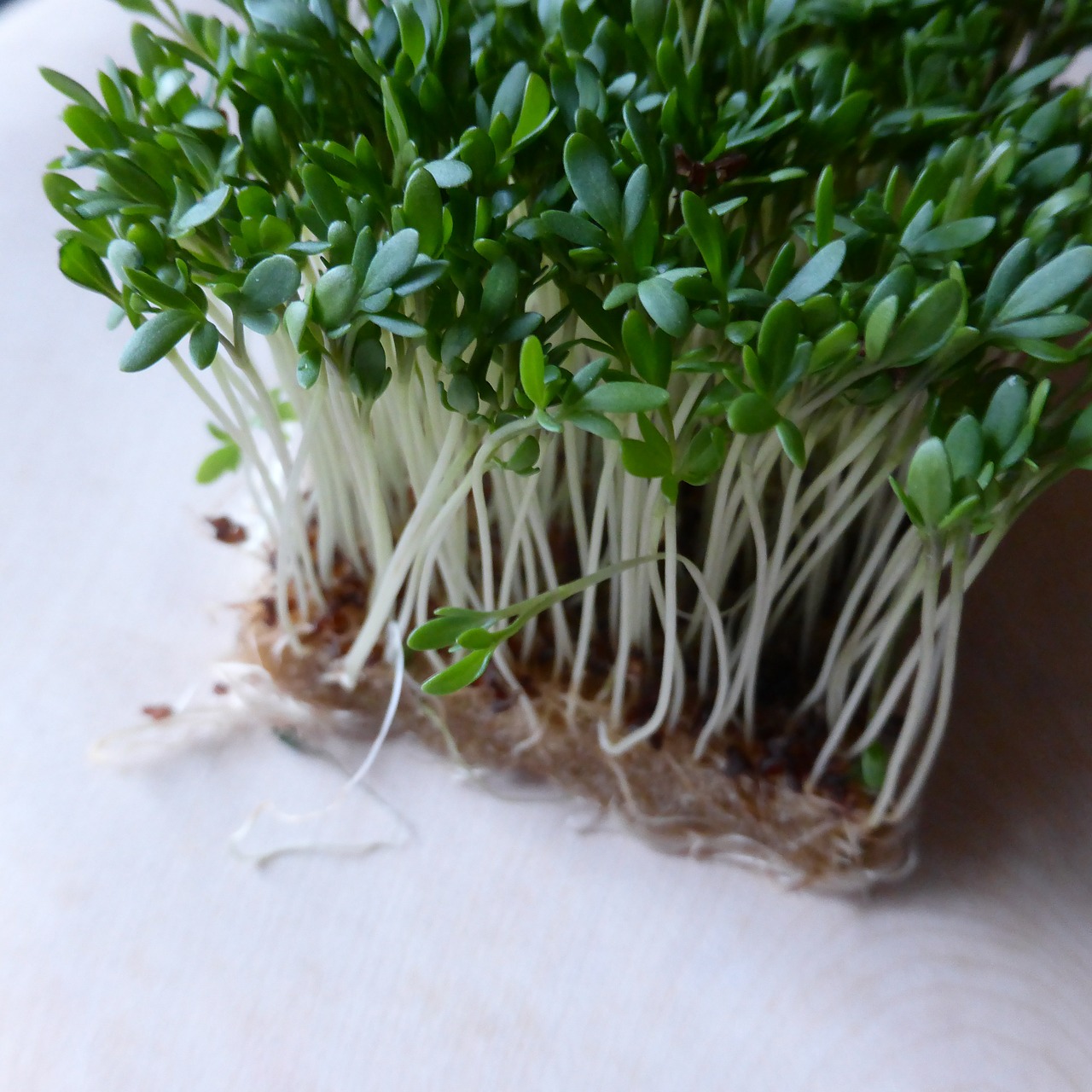 cress herbs green free photo