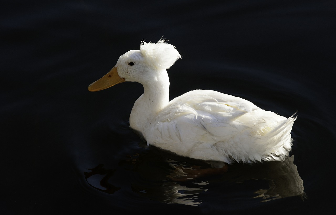 crested  duck  genetic free photo
