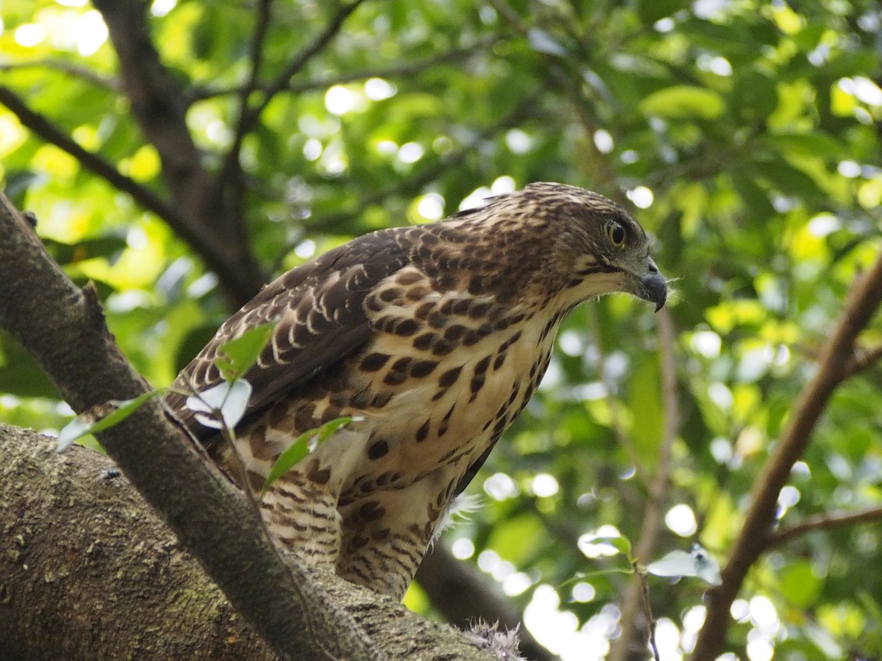 crested goshawk park free photo