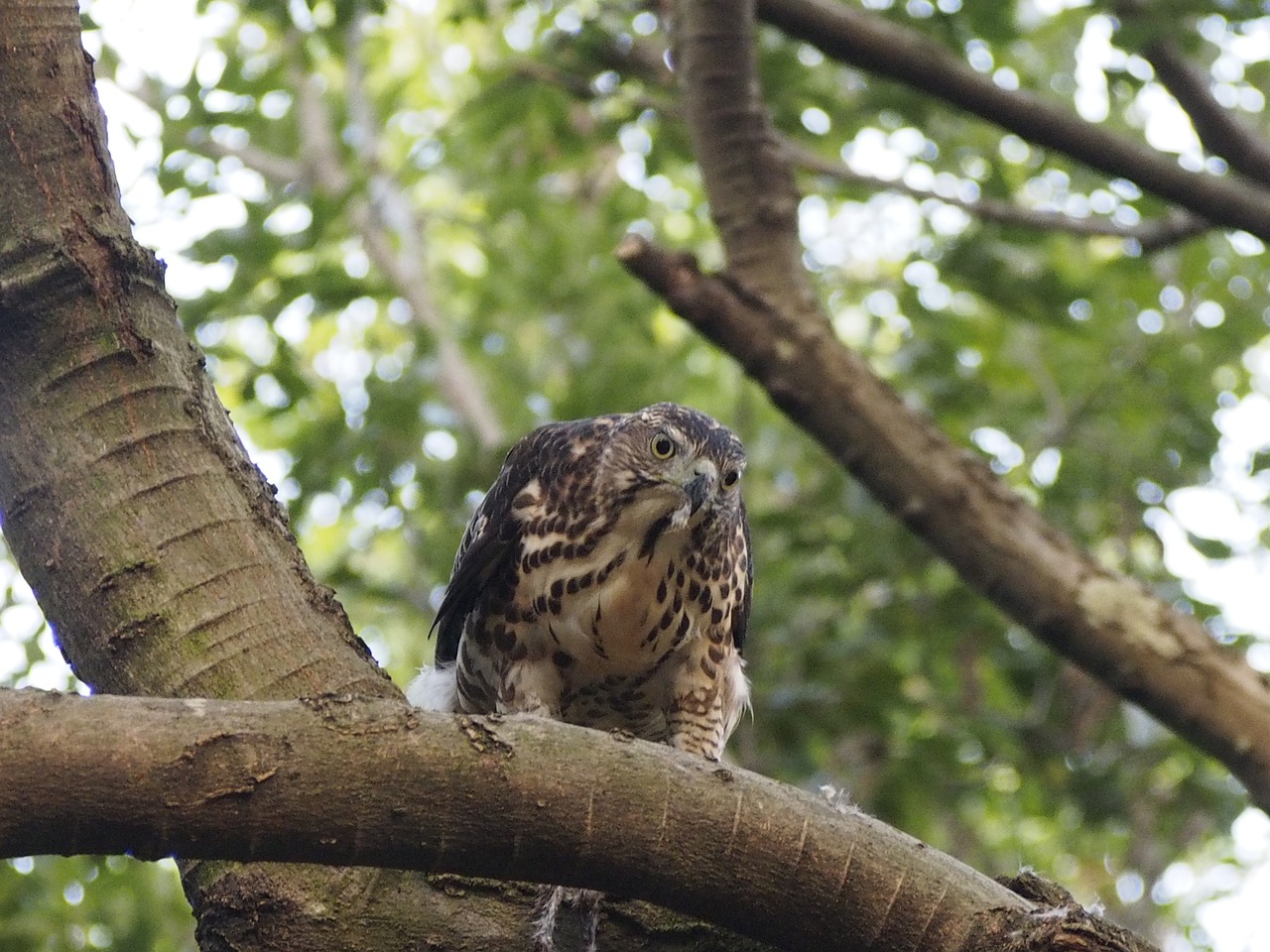 crested goshawk park free photo