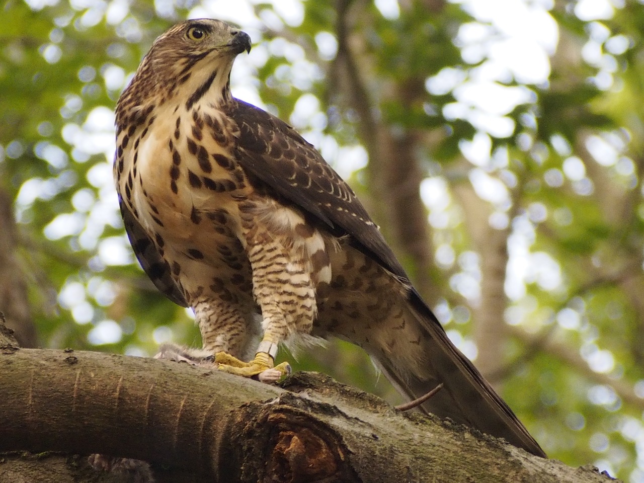 crested goshawk raptor free photo