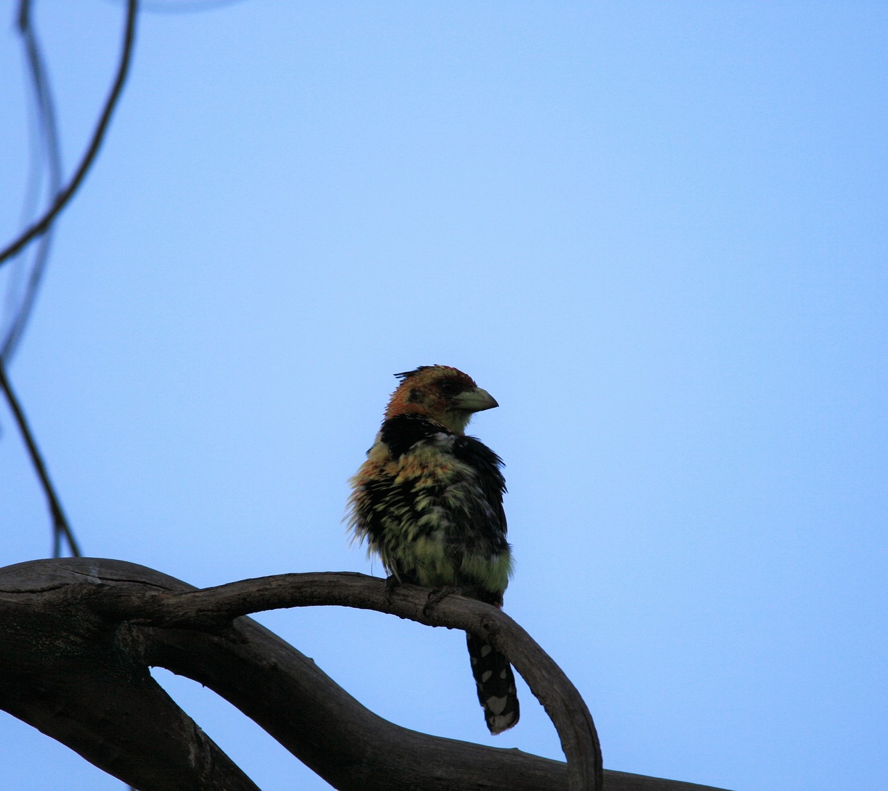 crested barbet bird colorful free photo