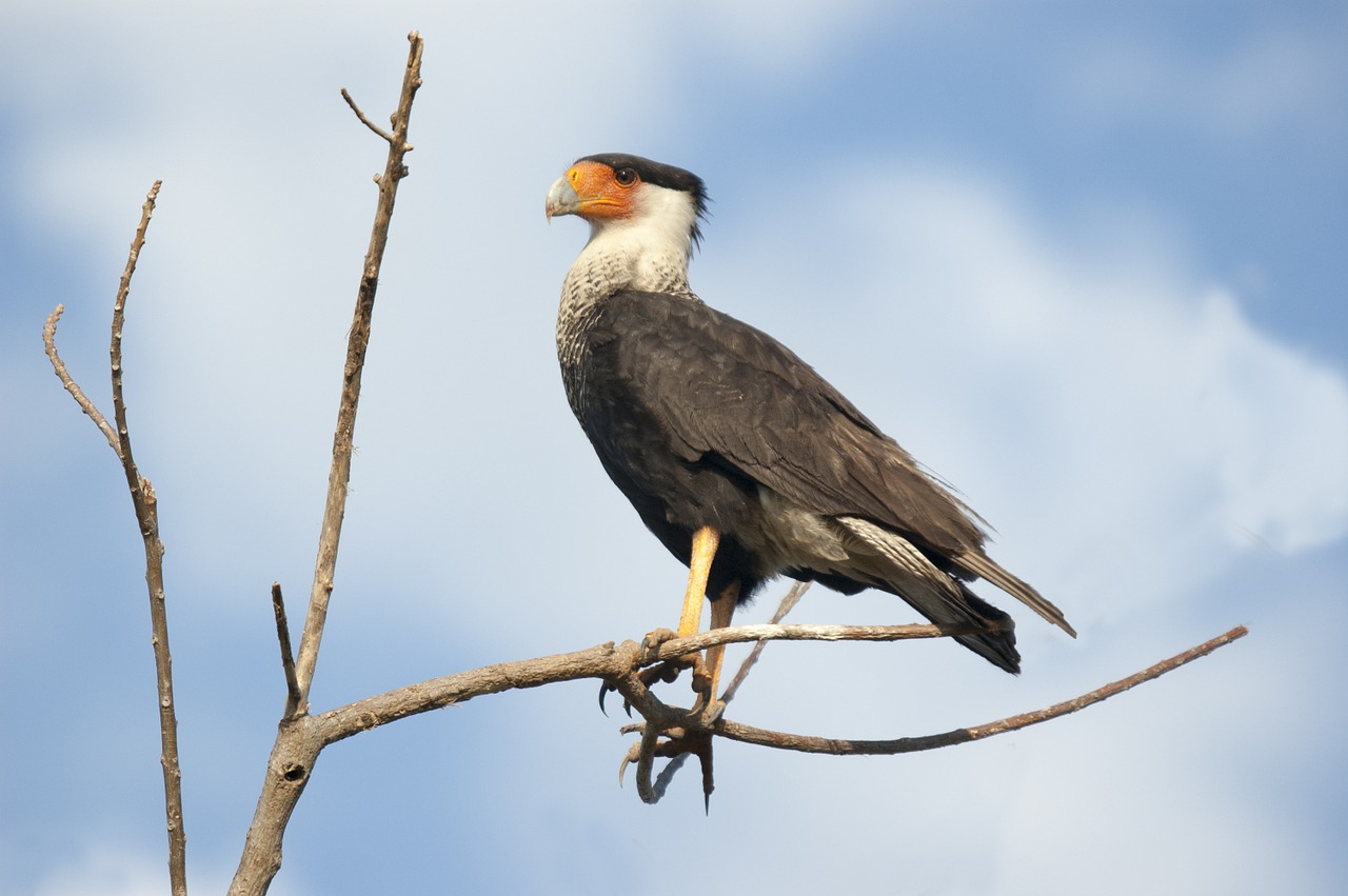 crested caracara raptor falcon free photo