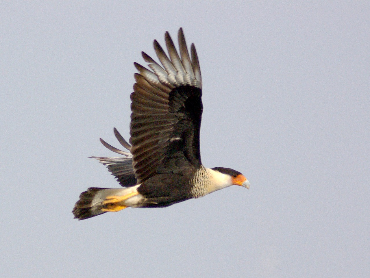 crested caracara bird flying free photo