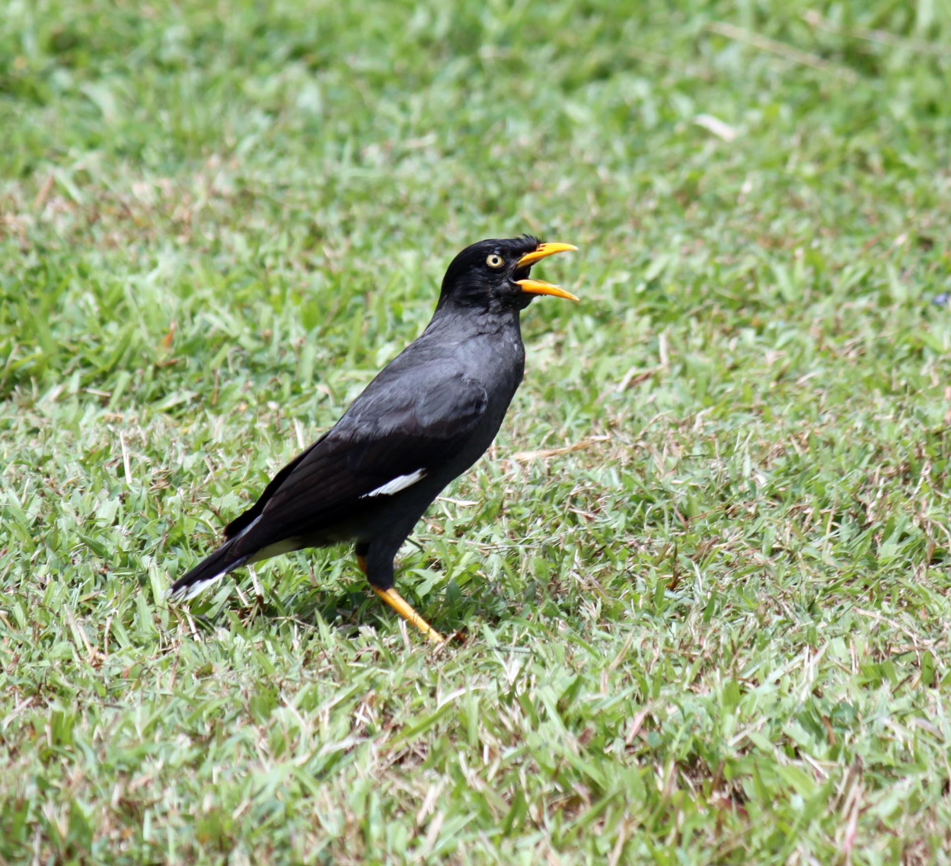 crested myna shot from singapore grass crested myna shot from singapore free photo