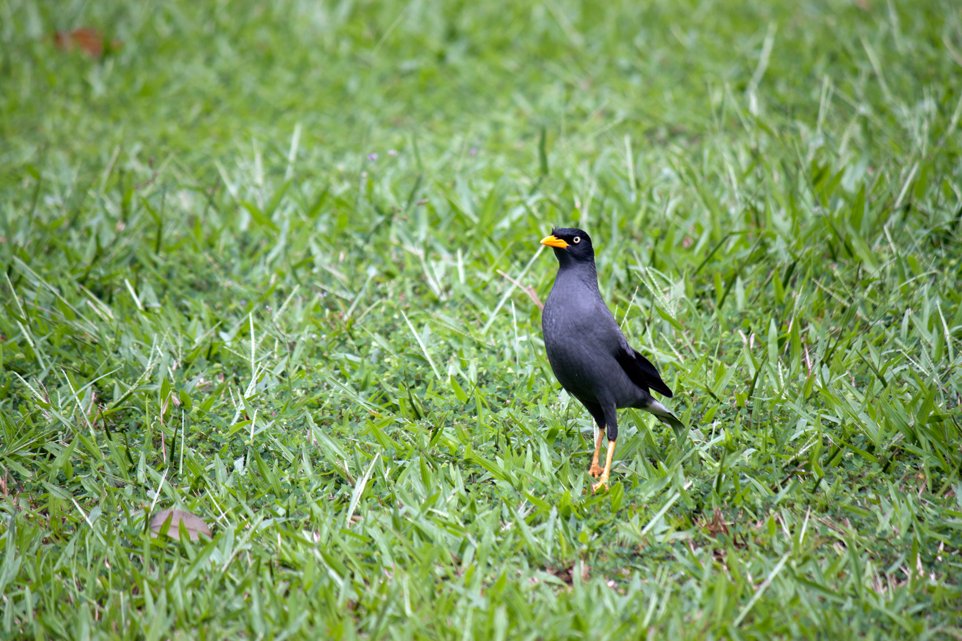 crested myna bird free photo