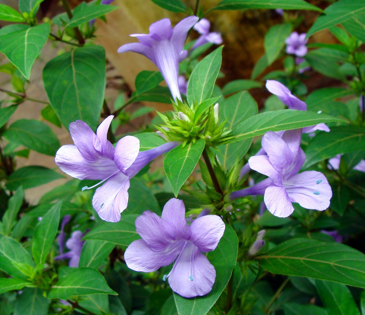 crested philippine violet flower philippine violet free photo