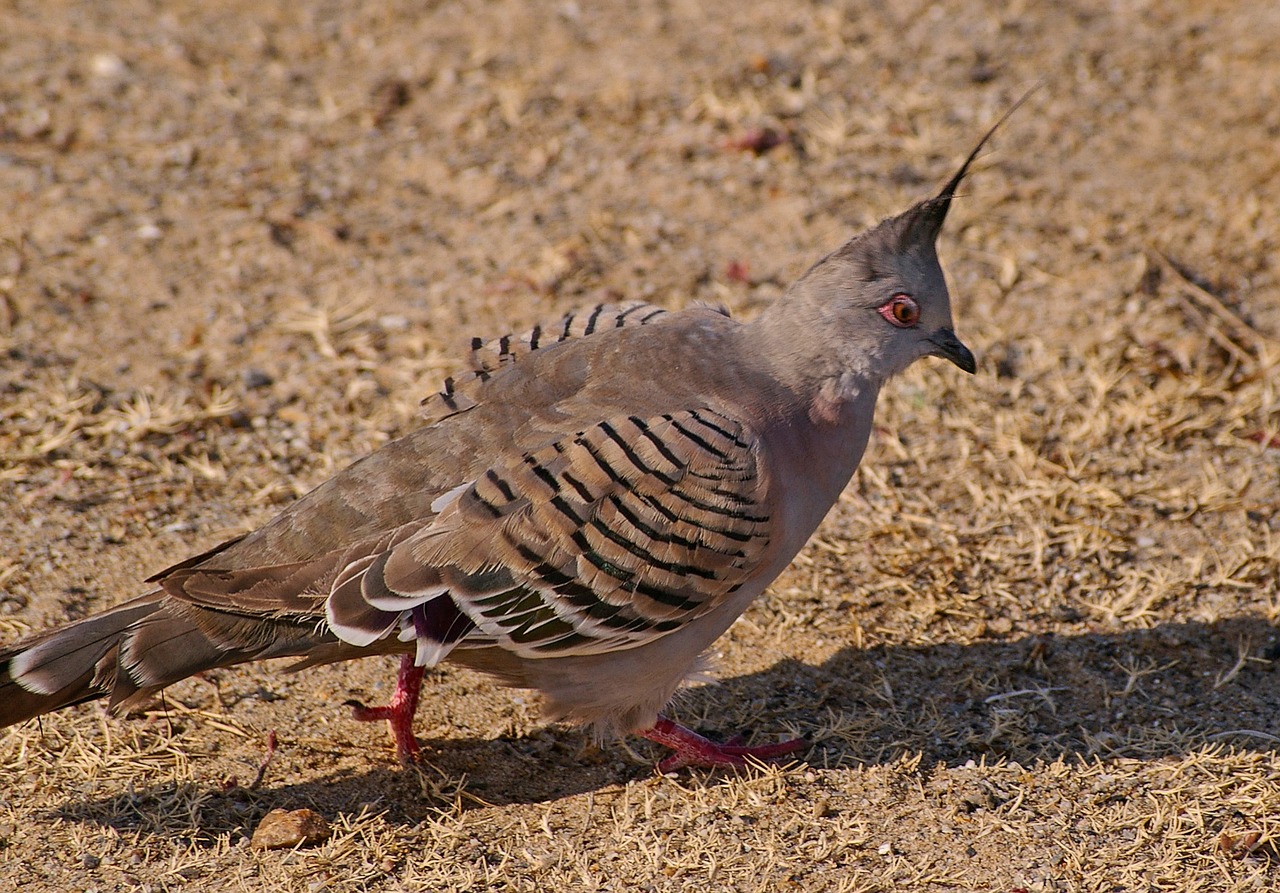 crested pigeon ocyphaps lophotes bird free photo
