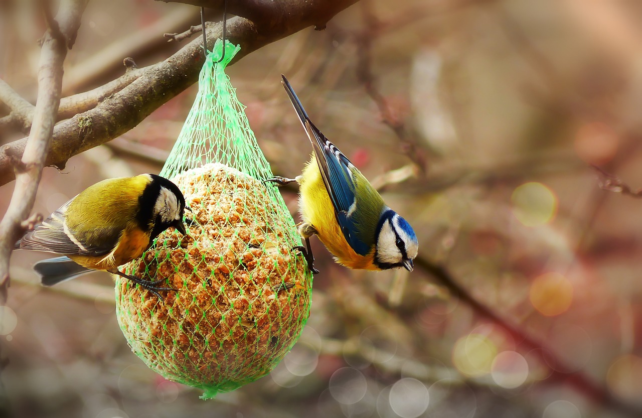 crested tit  bird  small free photo