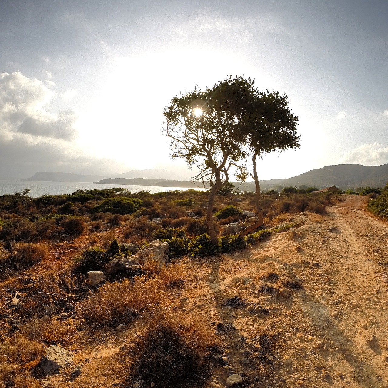 crete greece tree free photo