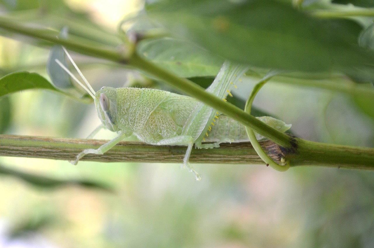cricket nature grasshopper free photo