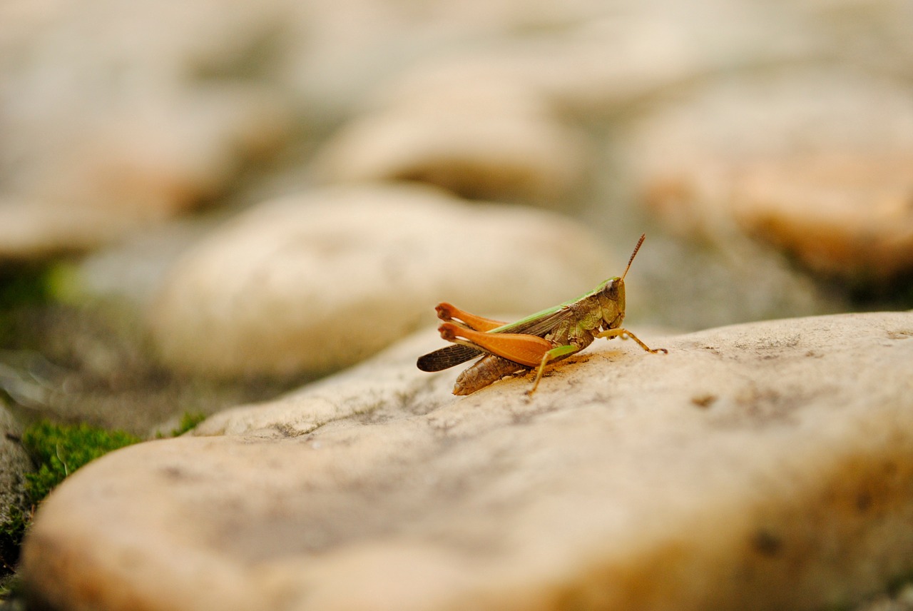 cricket insect grasshopper free photo