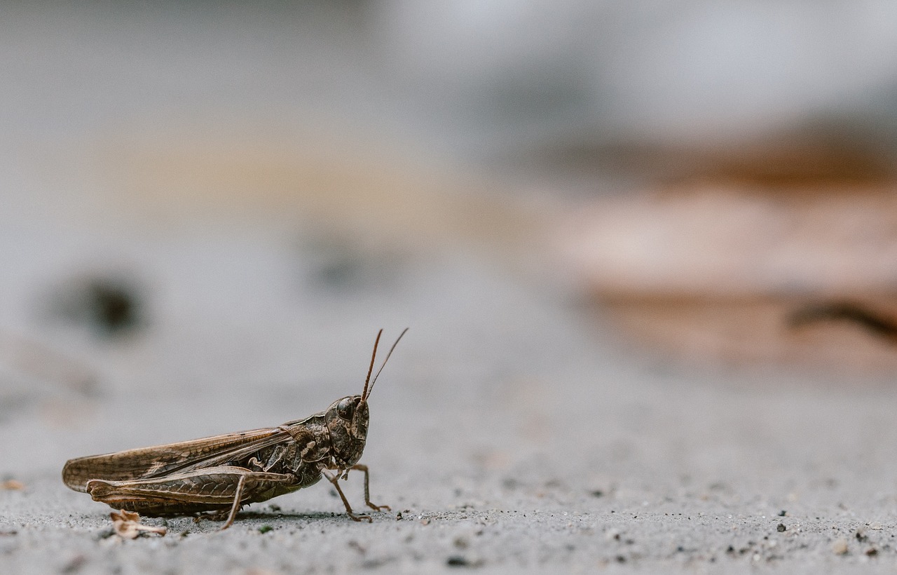 cricket insect grasshopper free photo