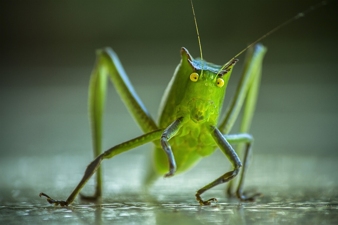 cricket grasshopper katydid free photo