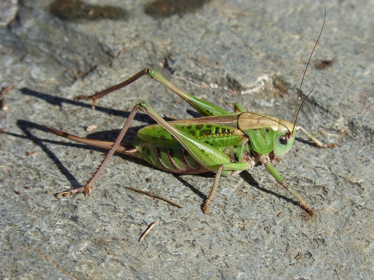cricket pyrenee catalunya insect free photo