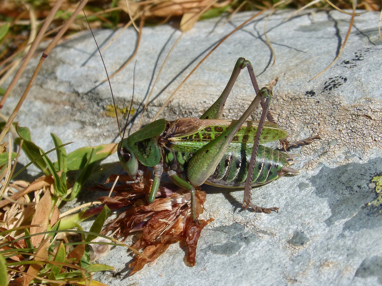 cricket leptophyes punctatissima pyrenees free photo