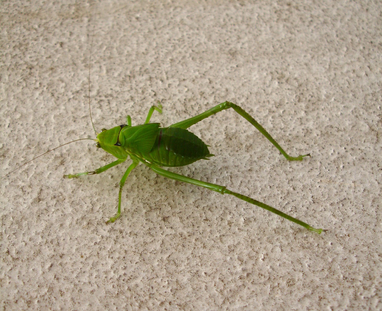 cricket insect nature free photo