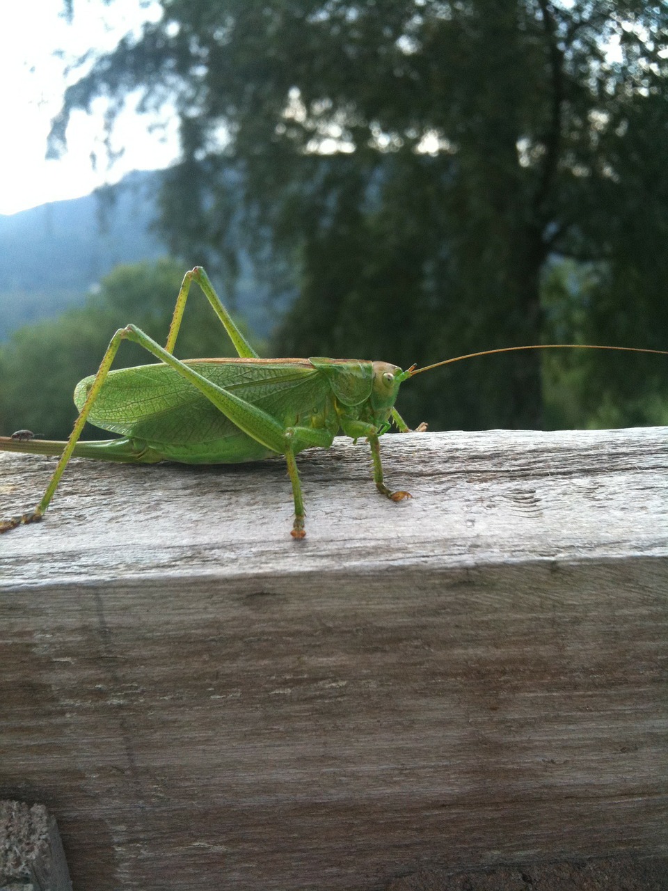 cricket bug animal free photo