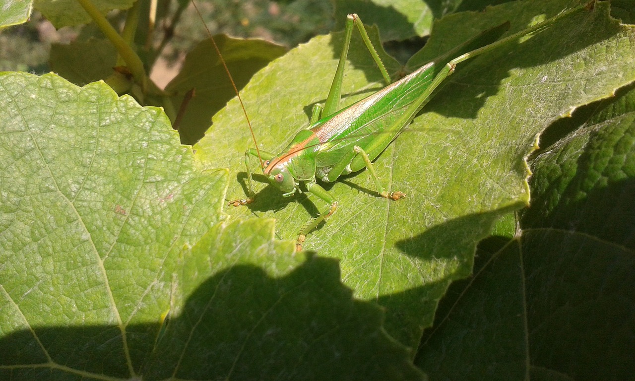 cricket green nature free photo