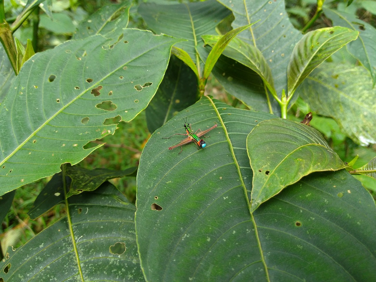 cricket insect leaves free photo