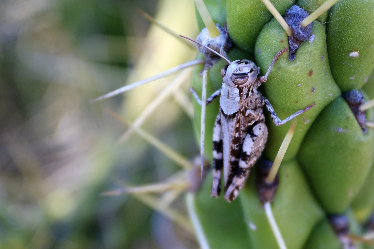 cricket cactus insect free photo