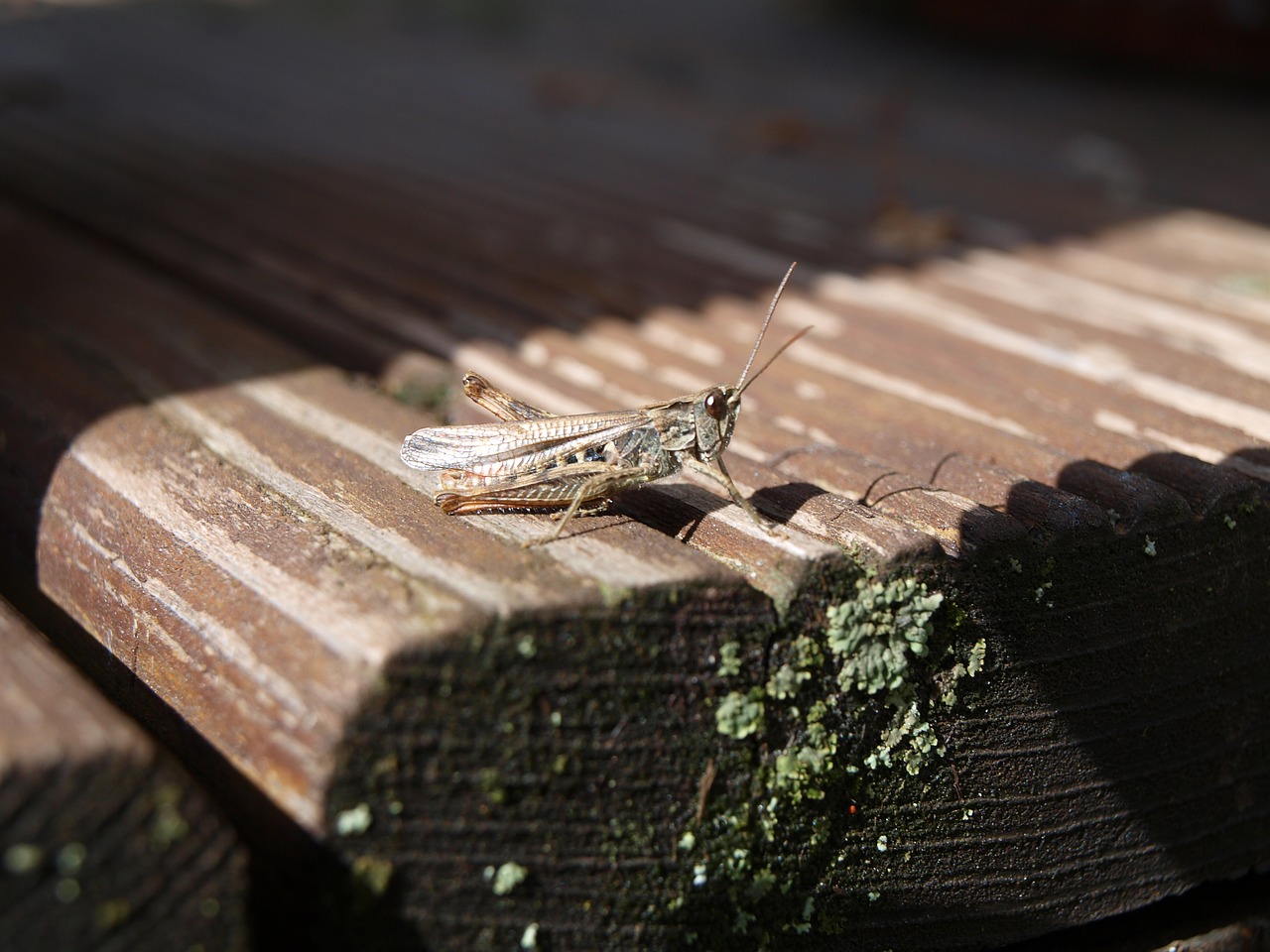 cricket grasshopper free pictures free photo