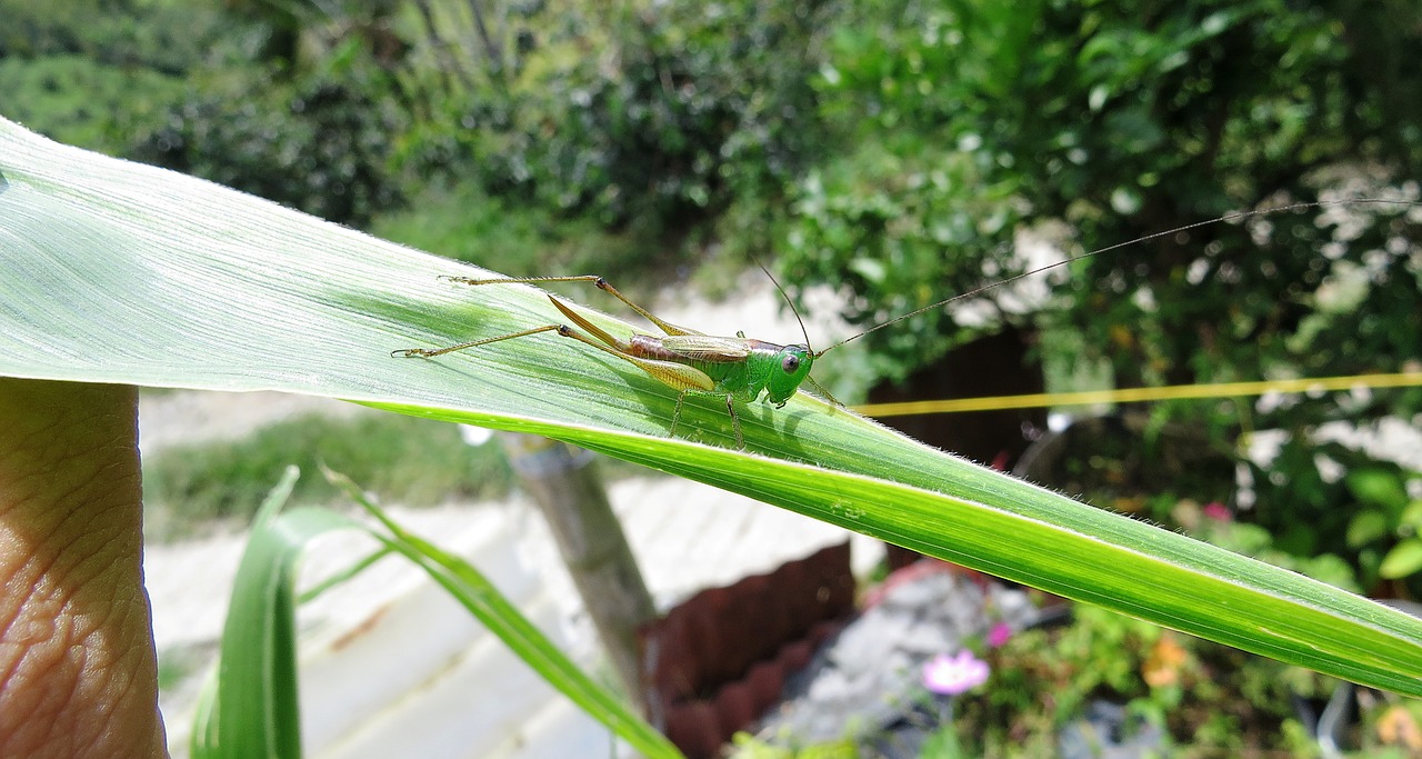 cricket grasshopper macro free photo