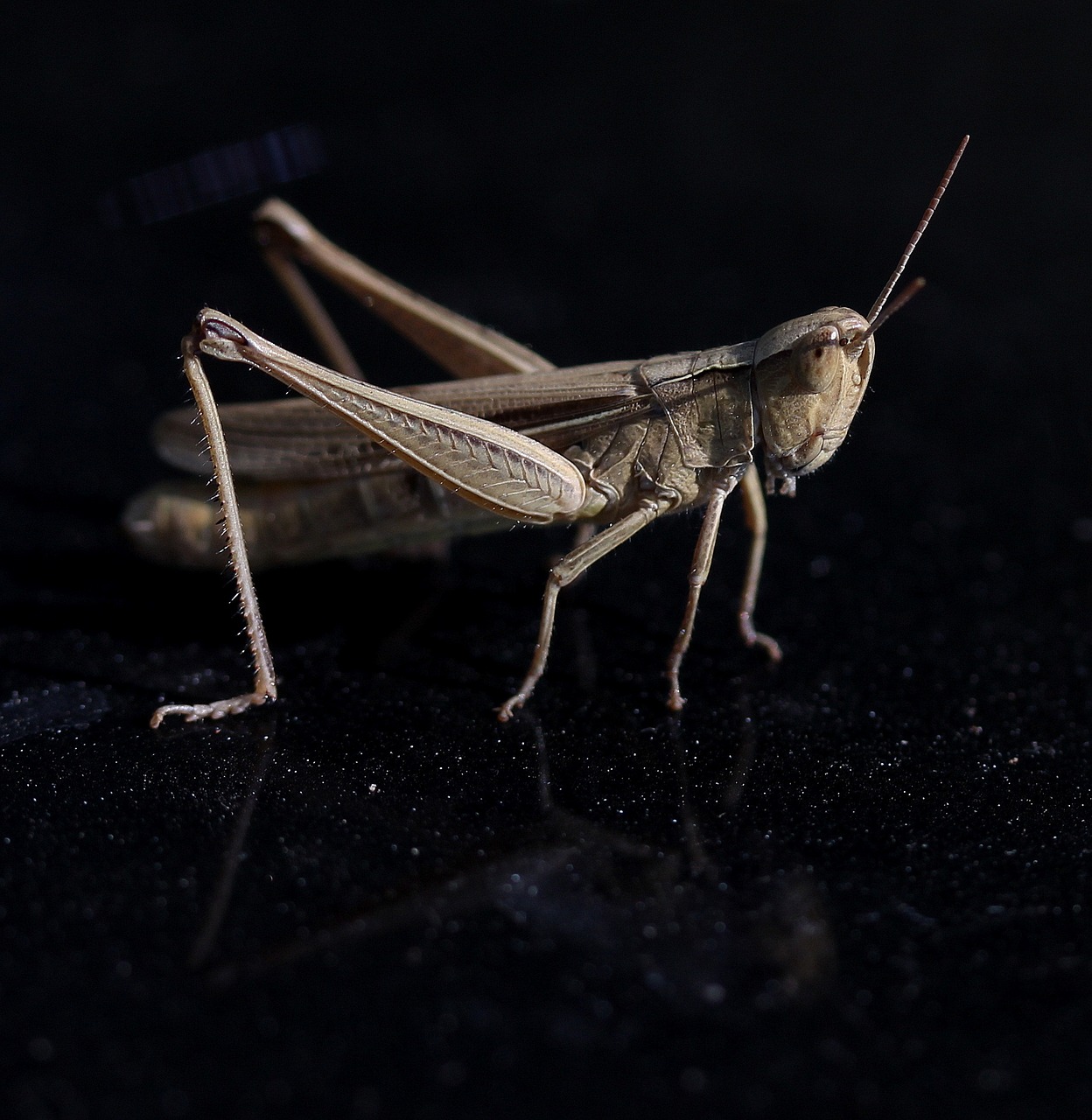 cricket insecta reflection free photo
