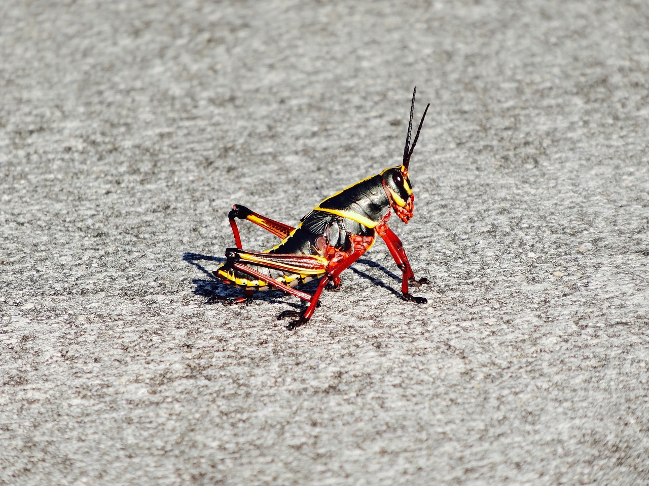 cricket insect grasshopper free photo