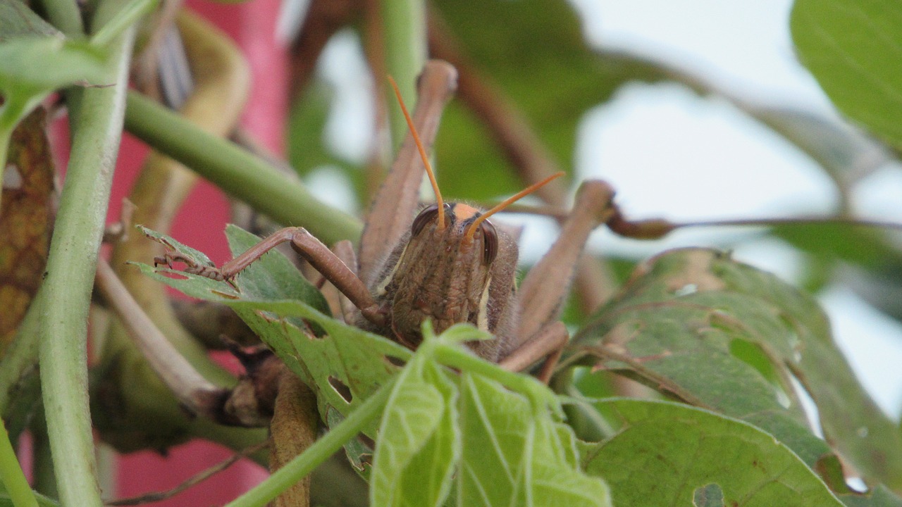 cricket  nature  grasshopper free photo