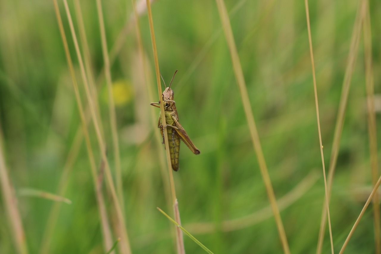 cricket  music  field free photo