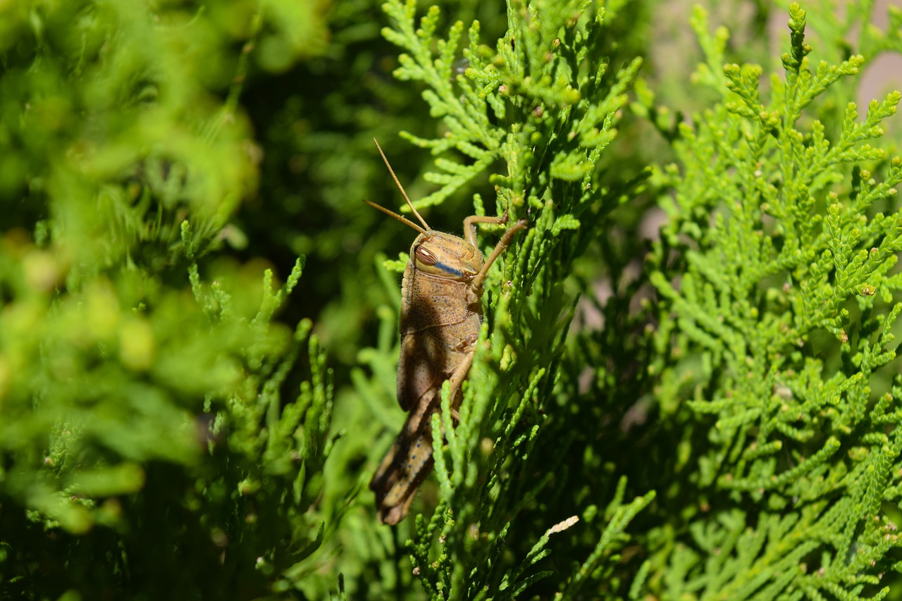 cricket  green  leafs free photo