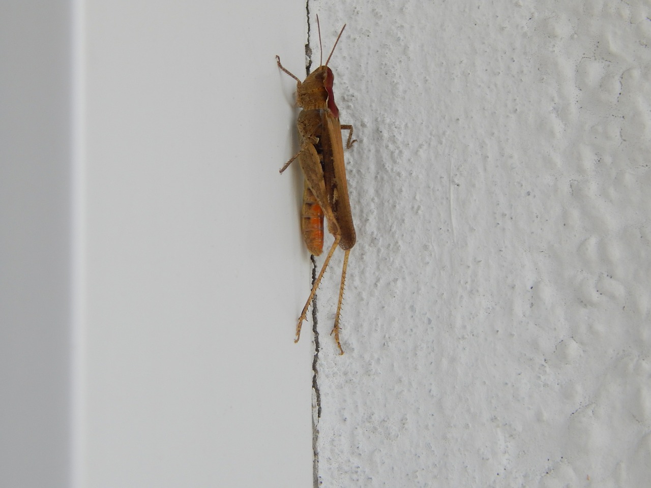 cricket insect tettigonia viridissima free photo