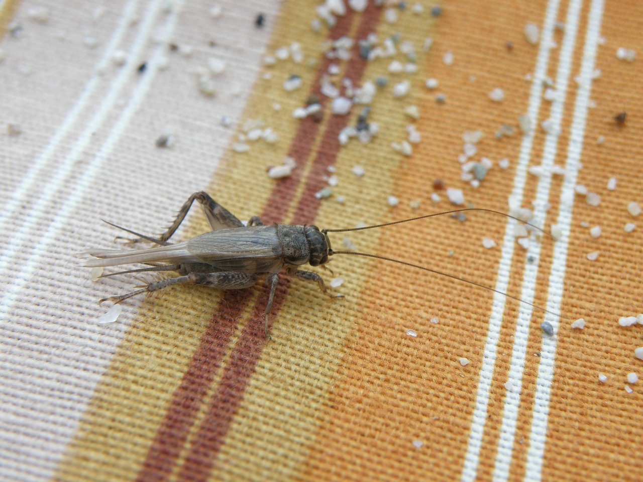 cricket insect sand free photo