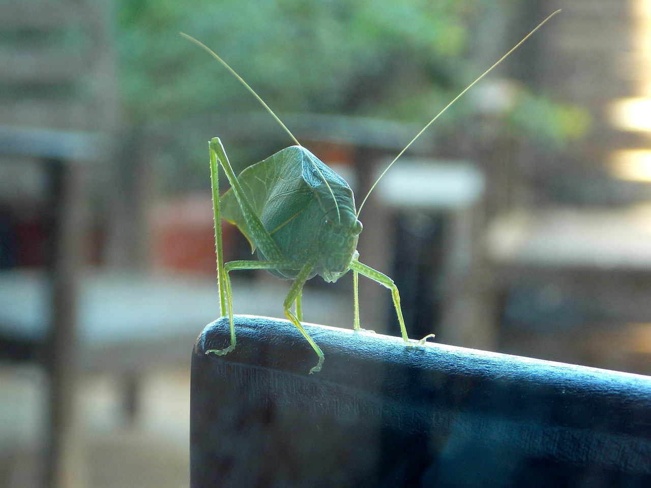 cricket katydid grasshopper free photo