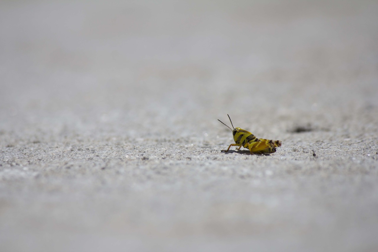 cricket chapulin insect free photo