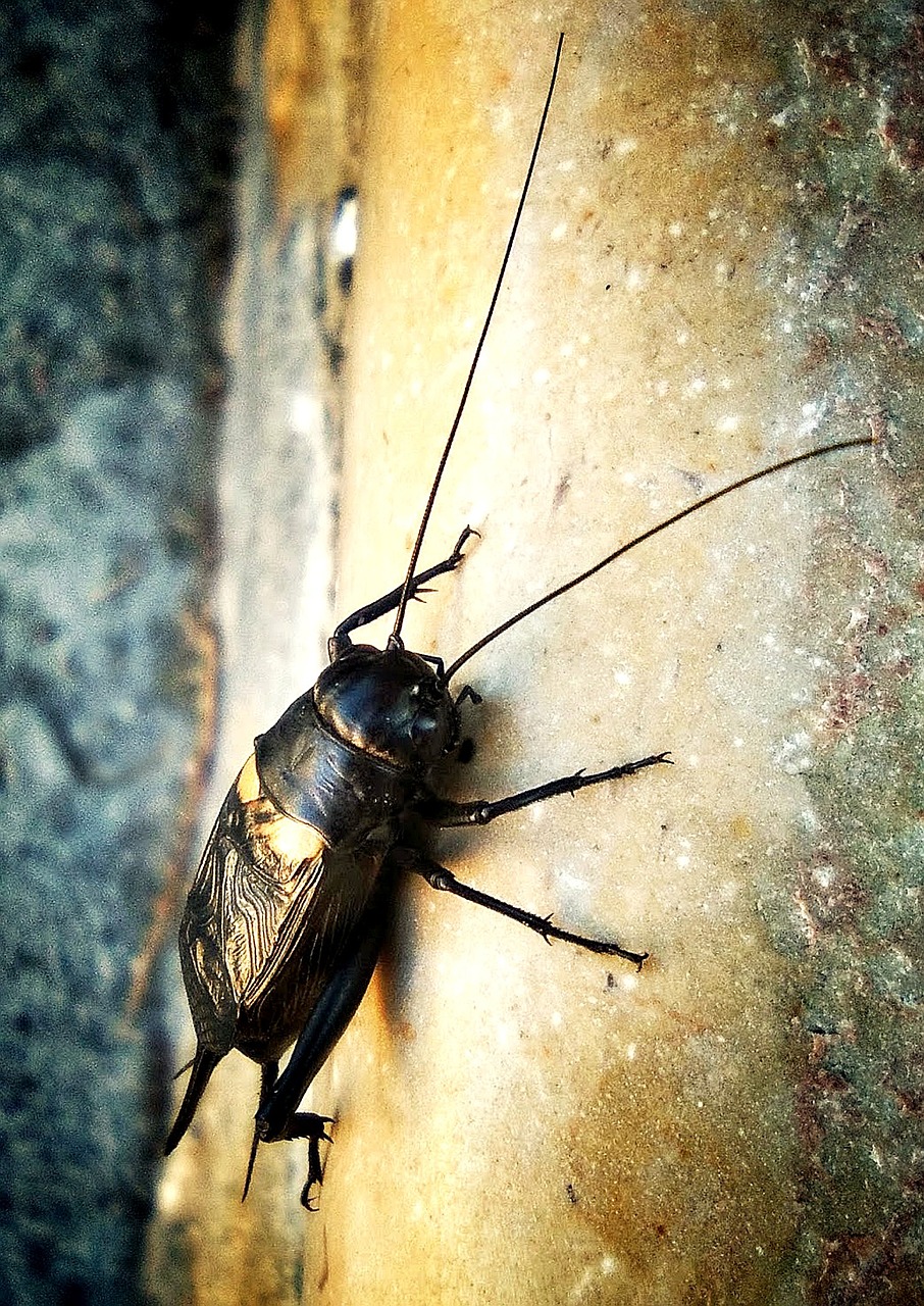 cricket insect cantor free photo