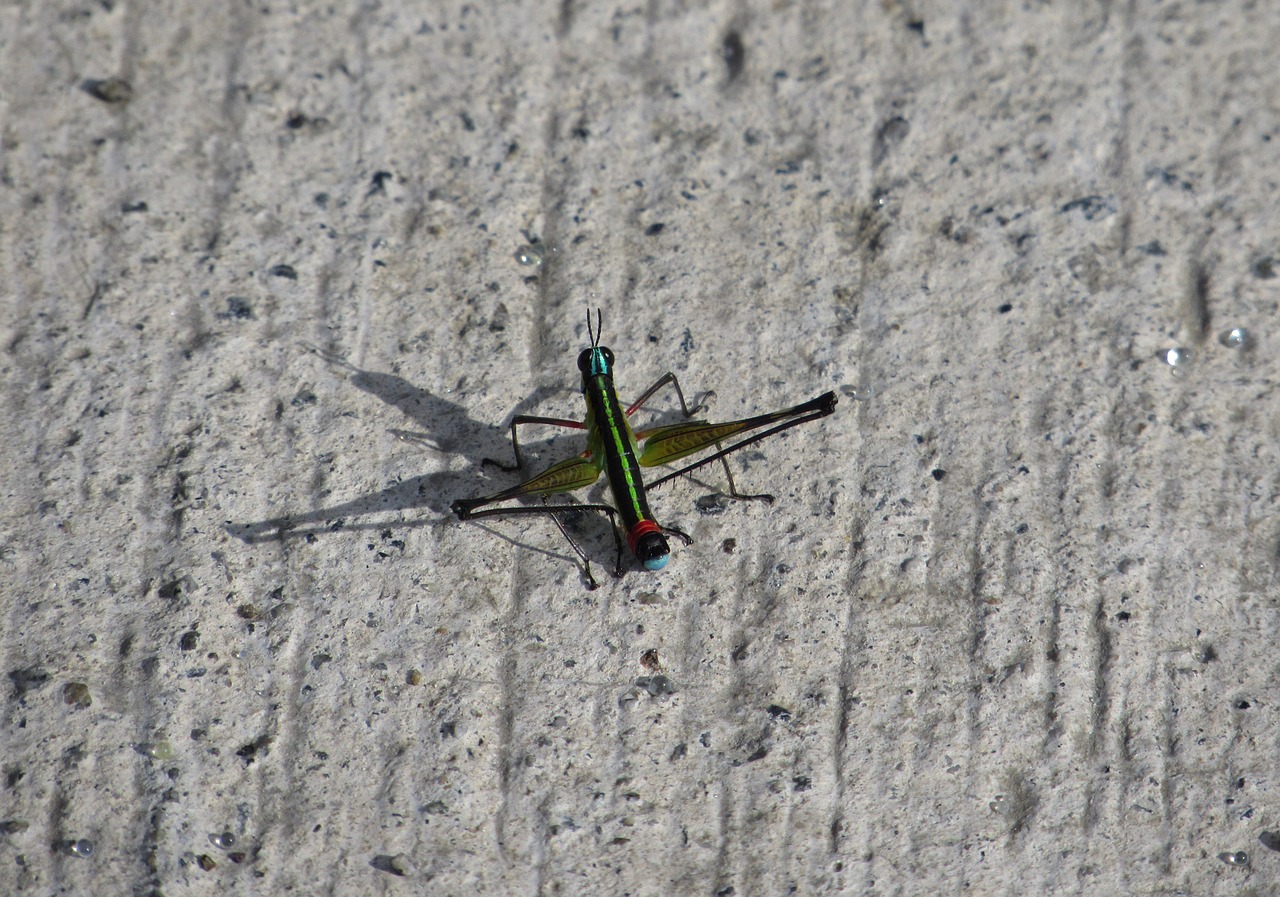 cricket shadow colors free photo