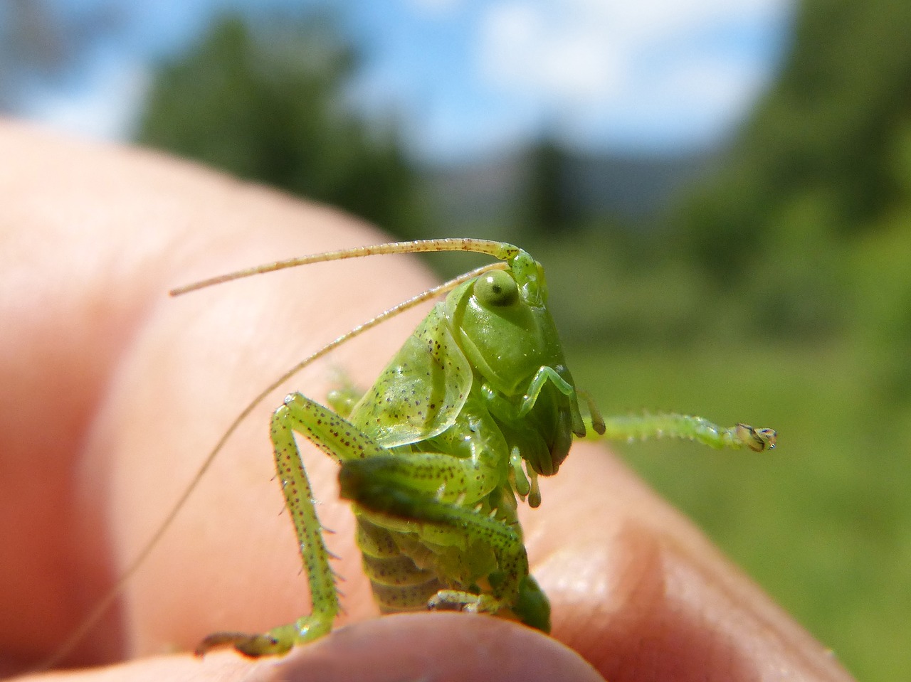 cricket green dotted green grasshopper antennas free photo