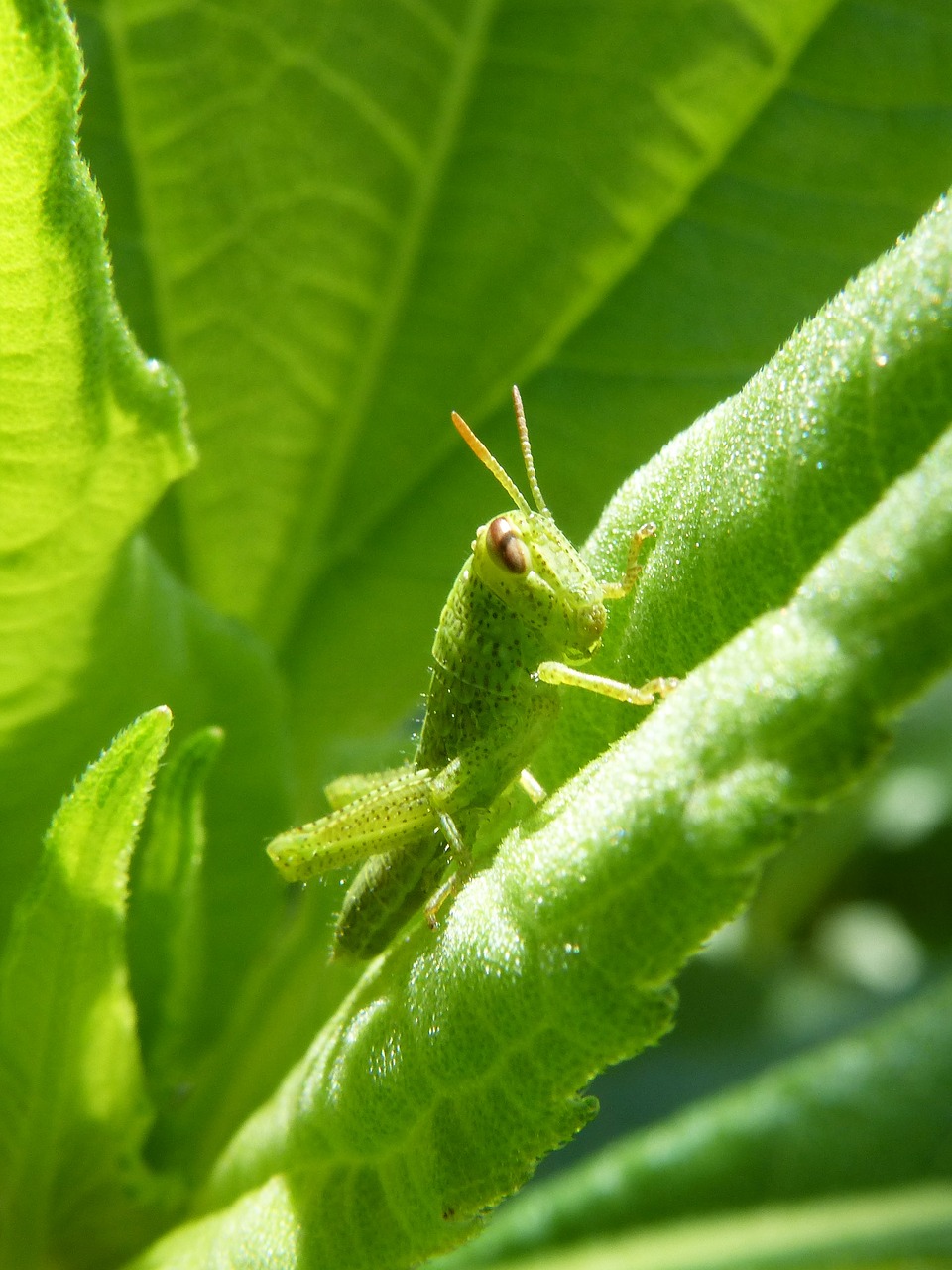 cricket green dotted green grasshopper antennas free photo