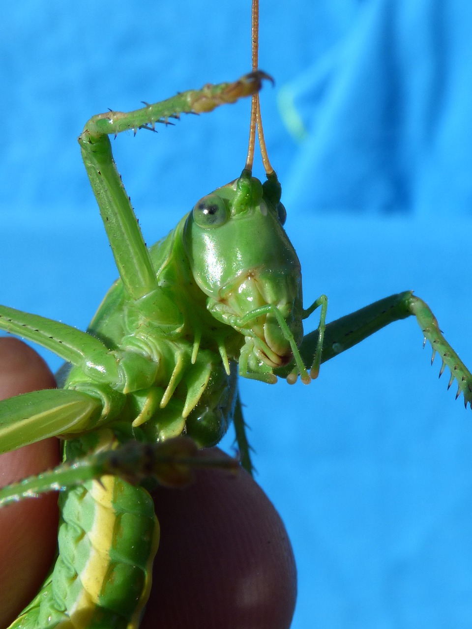 cricket green dotted green grasshopper detail free photo