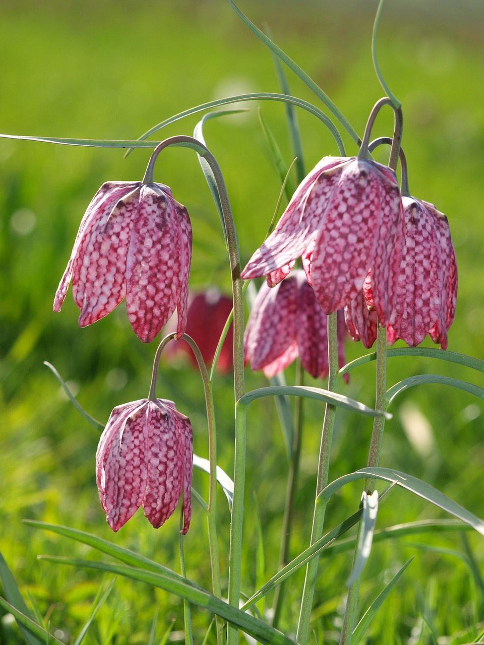 cricklade fritillaries flowers north meadow free photo