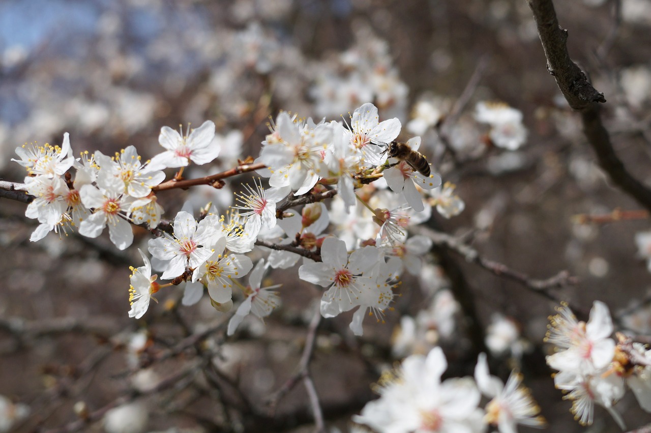 crimea forest flowers free photo