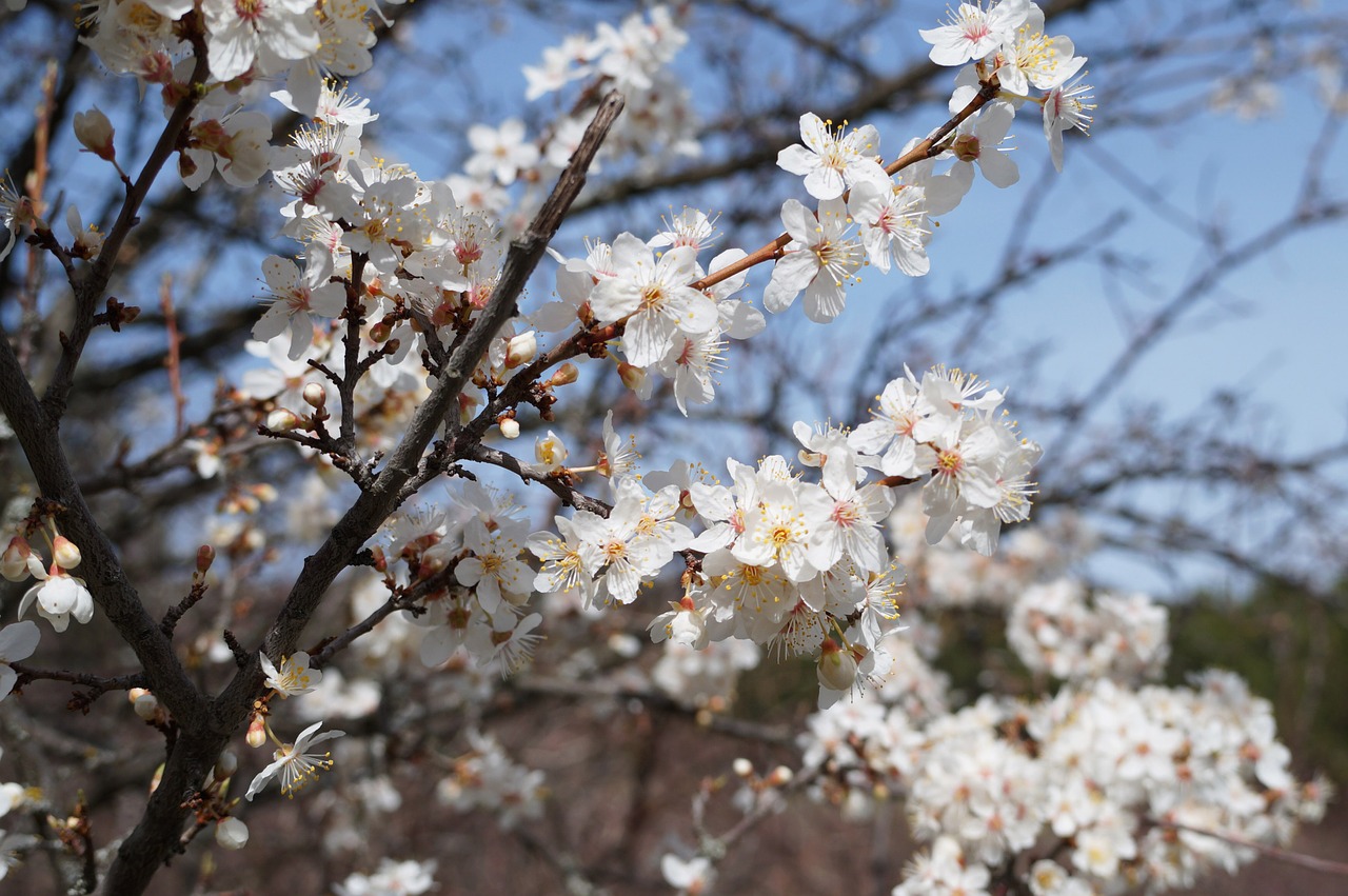 crimea forest flowers free photo