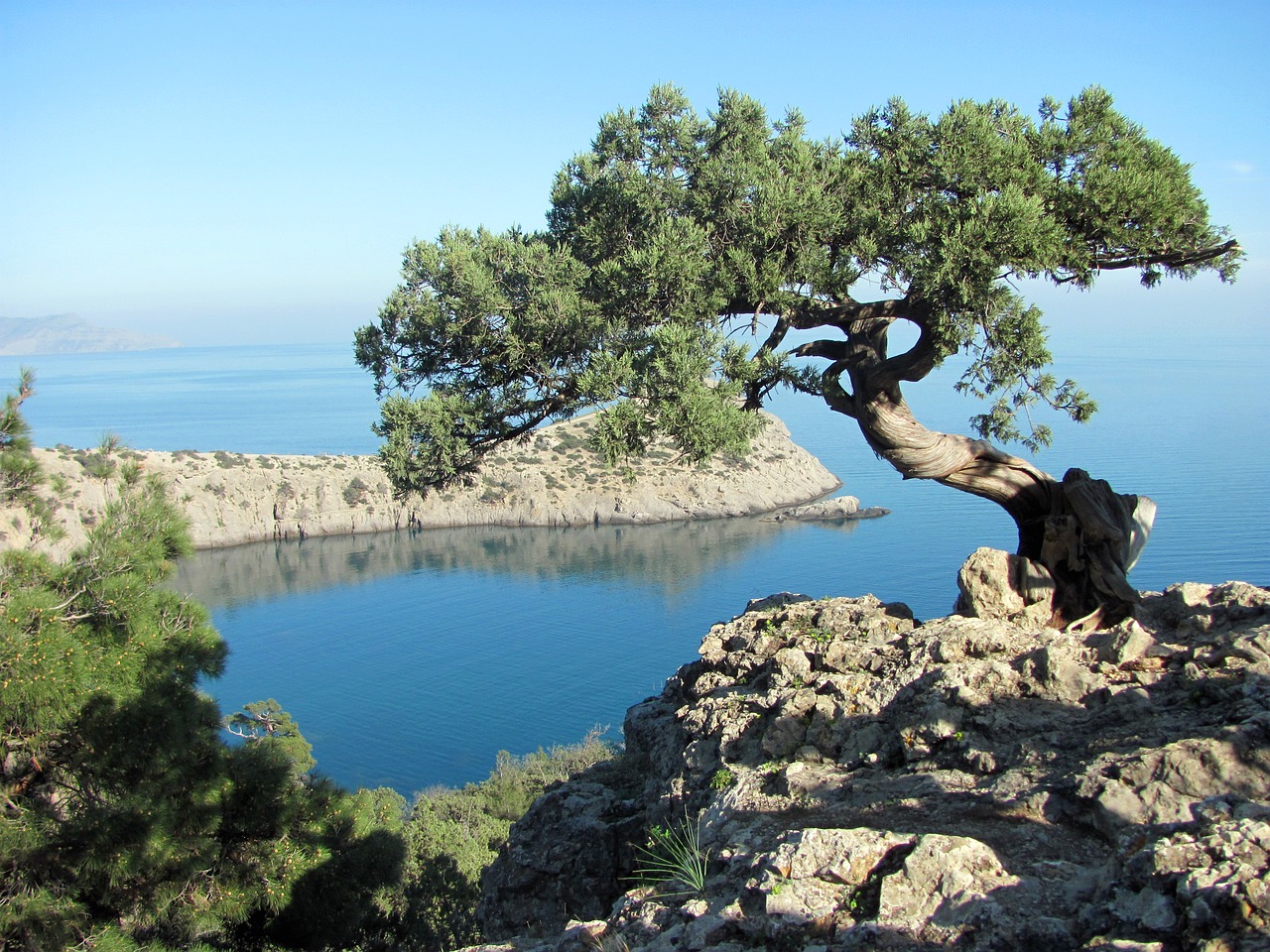 crimea sea tree free photo