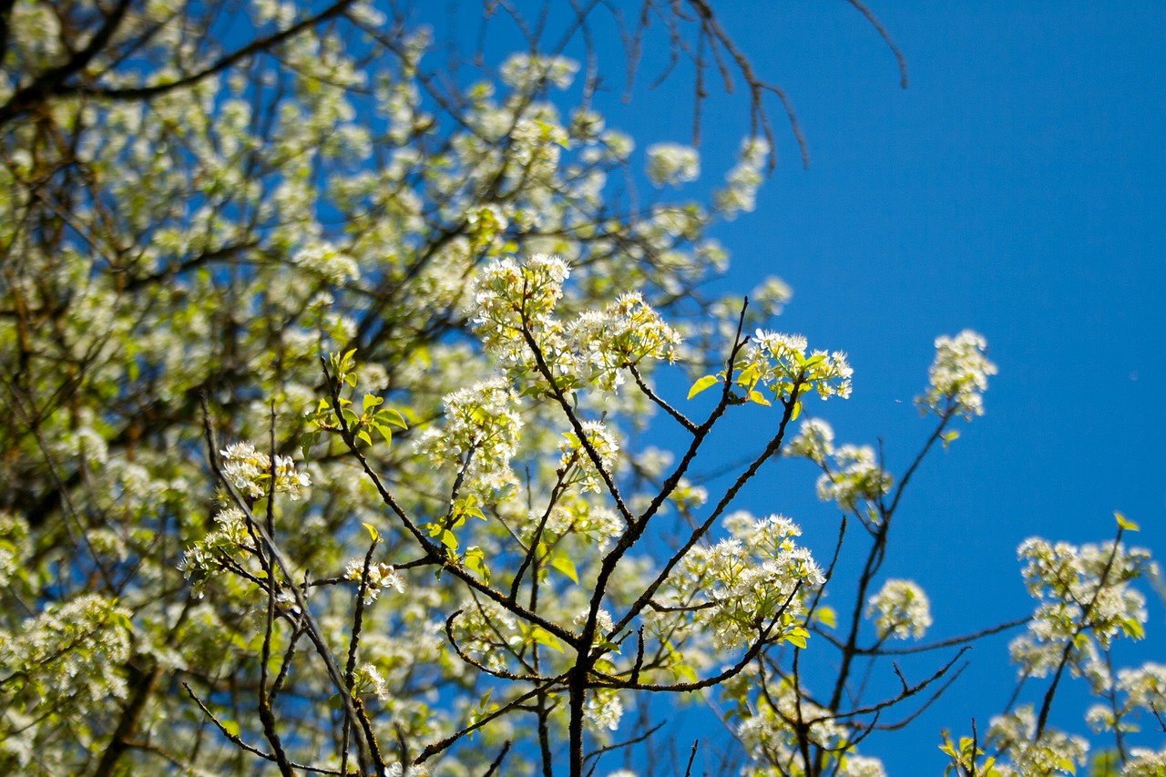 crimea blue sky tree free photo