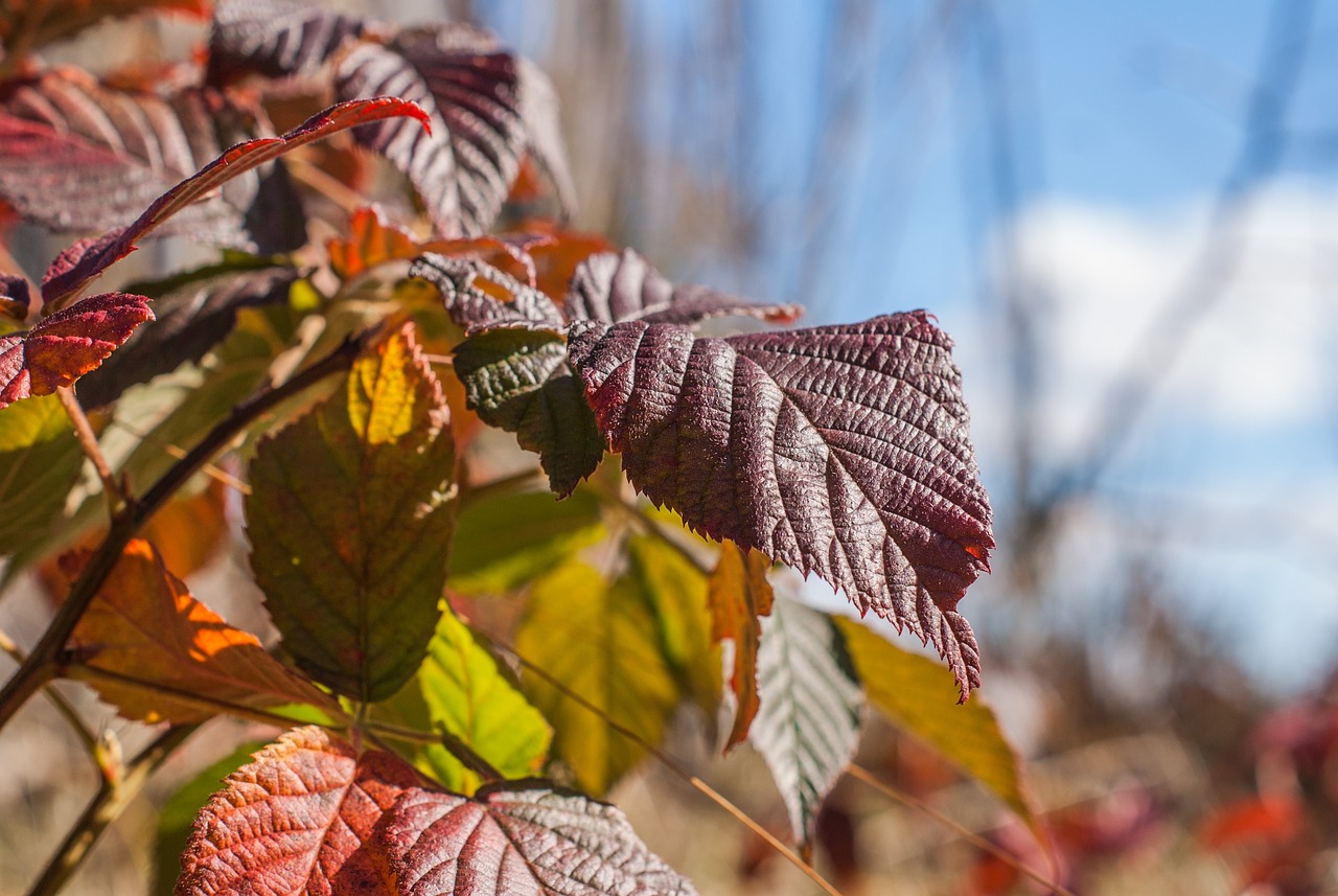 crimson red leaves free photo